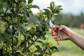 κλαδεμα αρχικη